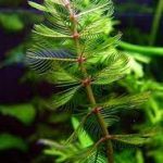 Myriophyllum Spicatum Süllőhínár kerti tavi növény