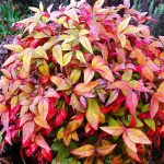 Nandina domestica 'Fire Power' - Törpe japán szentfa
