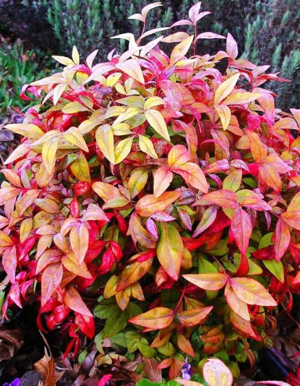 Nandina domestica 'Fire Power' - Törpe japán szentfa