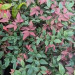 Nandina domestica 'Flirt' -
