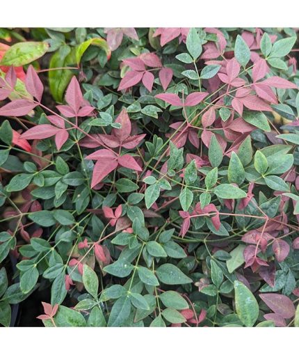 Nandina domestica 'Flirt' -