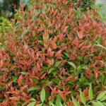 Nandina domestica 'Gulf Stream' - Japán szentfa