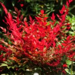 Nandina domestica 'Richmond' - Dústermésű japán szent fa