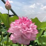 Nelumbo 1000 Petals in Yiliang