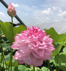 Nelumbo 1000 Petals in Yiliang
