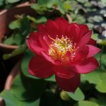 Nelumbo Chinese Red Bowl
