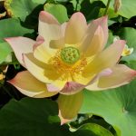 Nelumbo Colorful Brocade