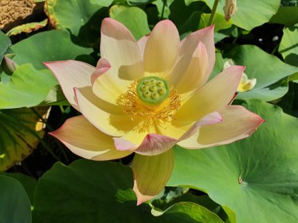 Nelumbo Colorful Brocade
