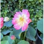 Nelumbo Dancing Pink Butterfly