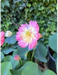 Nelumbo Dancing Pink Butterfly
