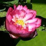 Nelumbo Emerald Daybreak (Culweixizaho)