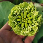 Nelumbo Gold And Jade Peony