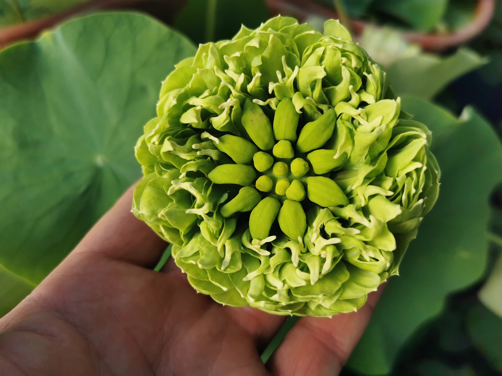 Nelumbo_Gold_And_Jade_Peony Nelumbo Gold And Jade Peony