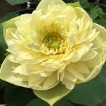Nelumbo Gold Apple
