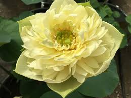 Nelumbo_Gold_Apple Nelumbo Gold Apple