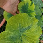 Nelumbo Gold Splash Hibiscus