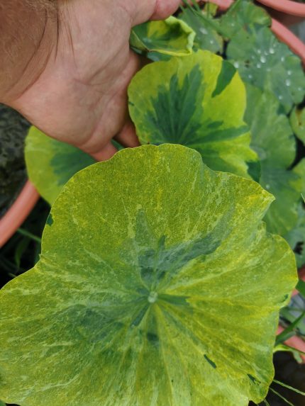 Nelumbo Gold Splash Hibiscus