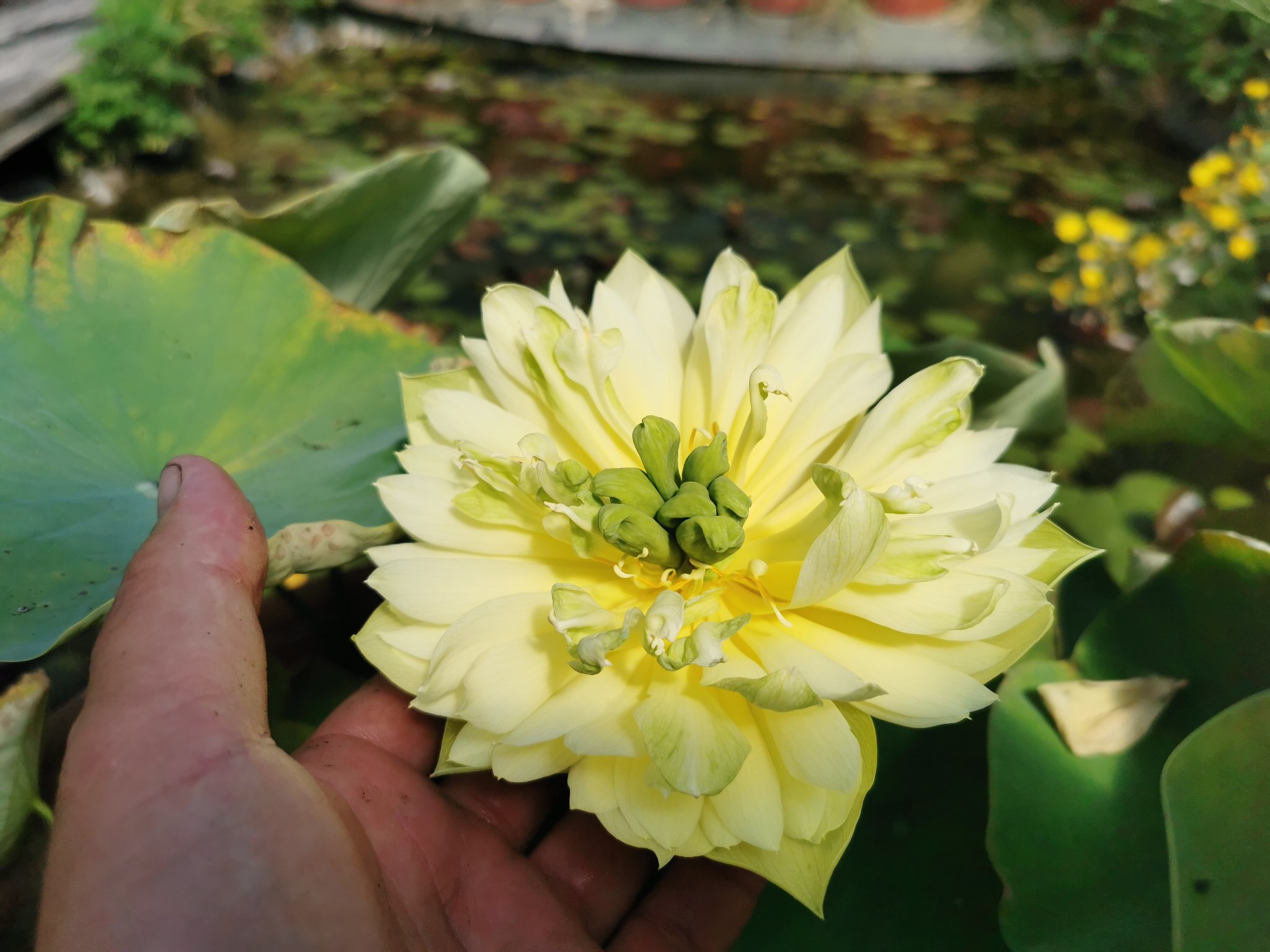 Nelumbo_Golden_Zen Nelumbo Golden Zen