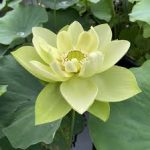 Nelumbo Jade in Jinling