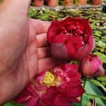 Nelumbo Jinggang Star Fire