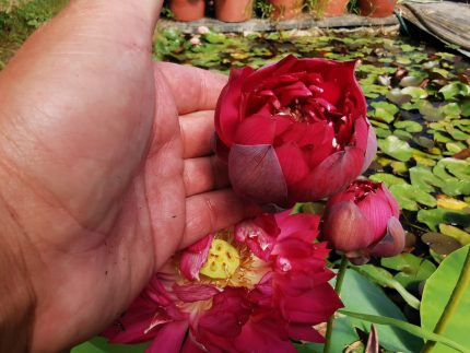 Nelumbo Jinggang Star Fire