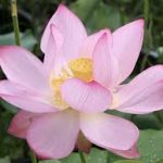 Nelumbo Levander Lady