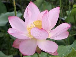 Nelumbo_Levander_Lady Nelumbo Levander Lady