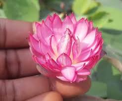 Nelumbo_Liang_Li Nelumbo Liang Li