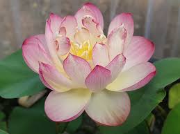 Nelumbo_Little_Pink_in_Nan_Yue Nelumbo Little Pink in Nan Yue