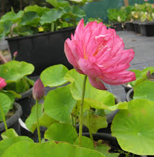 Nelumbo_Momo_Botan Nelumbo Momo Botan