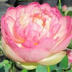 Nelumbo Mrs. Perry D. Slocum
