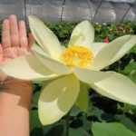 Nelumbo Perry's Giant Sunburst