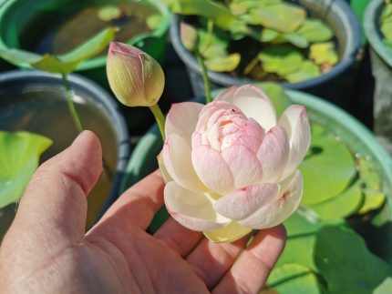 Nelumbo Perry's Super Star