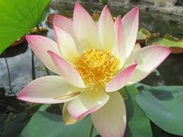 Nelumbo_Pink_And_Yellow Nelumbo Pink And Yellow