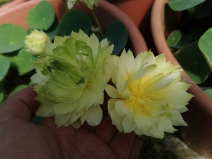 Nelumbo Prairie Star