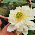 Nelumbo Sunset Cloud