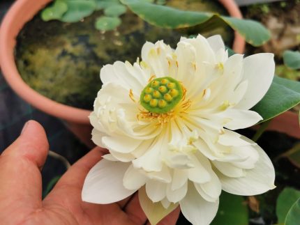 Nelumbo Sunset Cloud