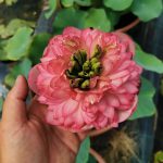 Nelumbo Tower of day and night