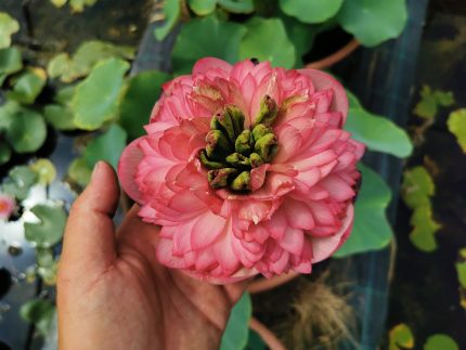 Nelumbo Tower of day and night