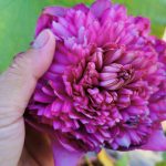 Nelumbo Ultimate 1000 Petals