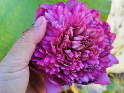 Nelumbo Ultimate 1000 Petals