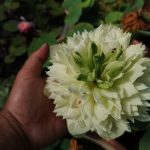 Nelumbo  Prairie Dream