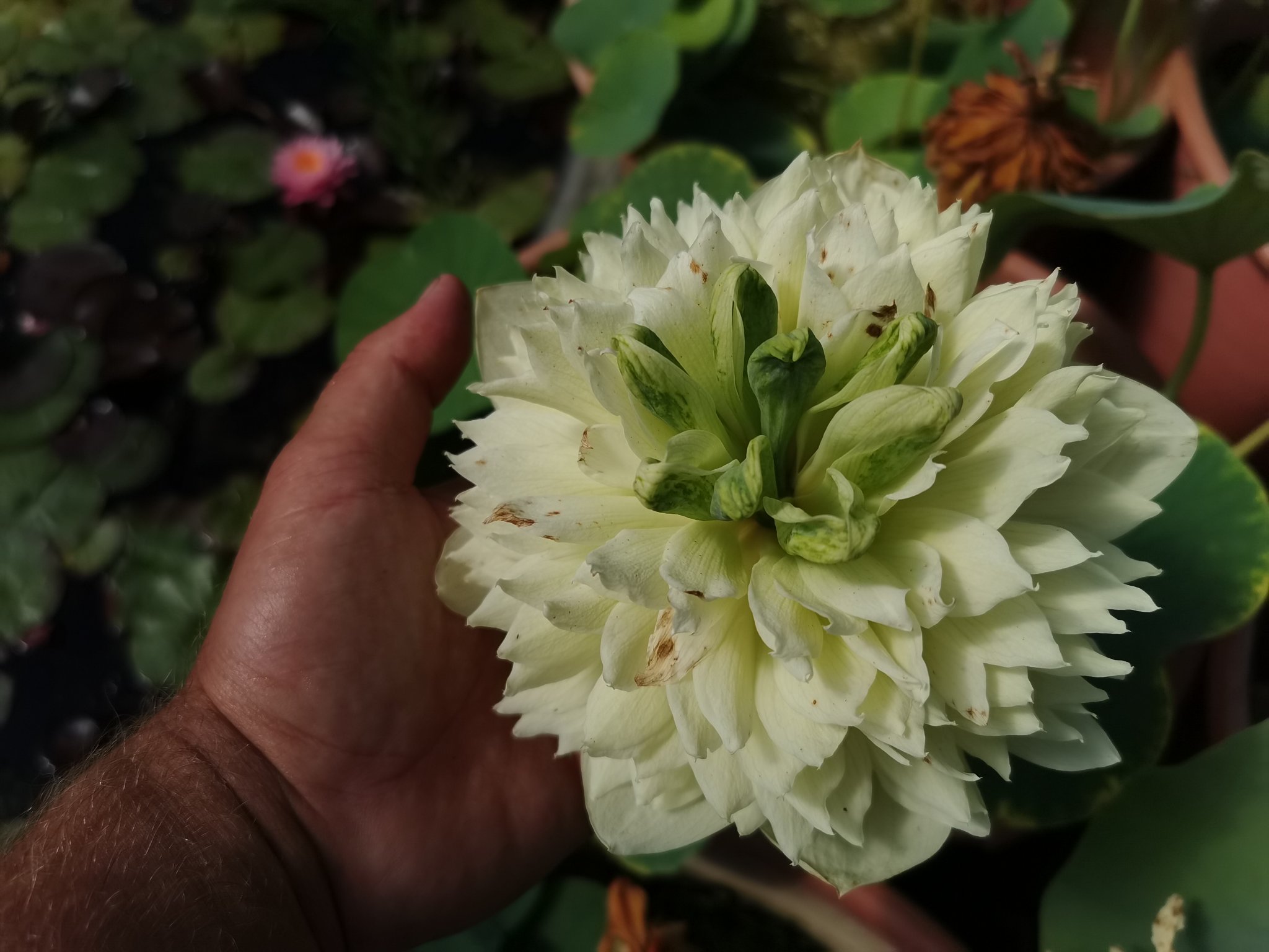 Nelumbo__Prairie_Dream Nelumbo Prairie Dream