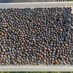 Nelumbo - Indiai lótusz mag 2db