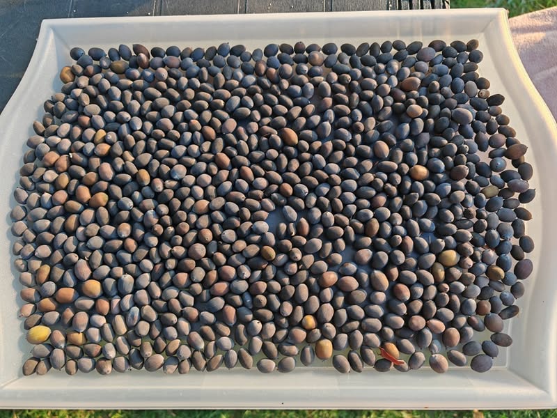 Nelumbo_mag Nelumbo - Indiai lótusz mag 2db