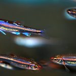 Notropis chrosomus - Szivárványos cselle