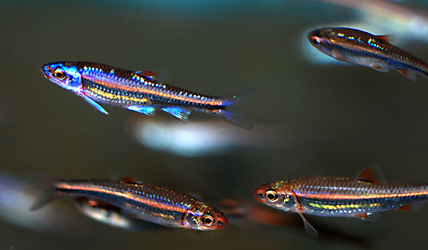 Notropis-chrosomus-szivarvanyos-cselle-rainbow-shiner-akvariumi-kerti-tavi-hal Notropis chrosomus - Szivárványos cselle