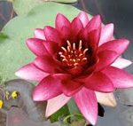 Nymphaea Almost Black