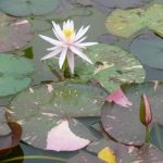 Nymphaea Arc-en-Ciel