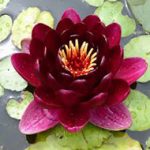 Nymphaea Black Princess